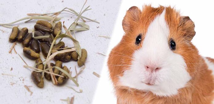 why do guinea pigs eat their poop