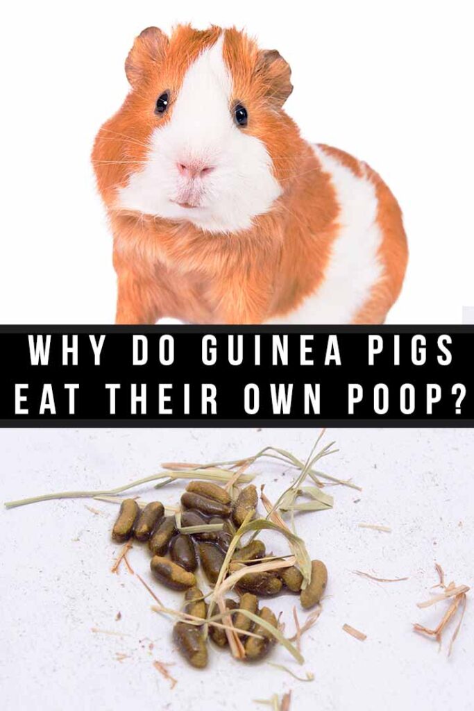 why do guinea pigs eat their own poop
