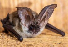 cute pet bat with big ears