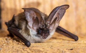 cute pet bat with big ears