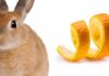can rabbits eat orange peels