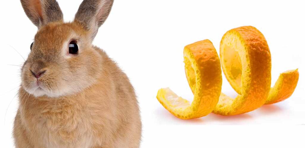 Crisp Can Rabbits Eat Oranges Peels View Illustration Crisp Can Rabbits Eat Oranges Peels View Illustration