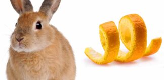 can rabbits eat orange peels