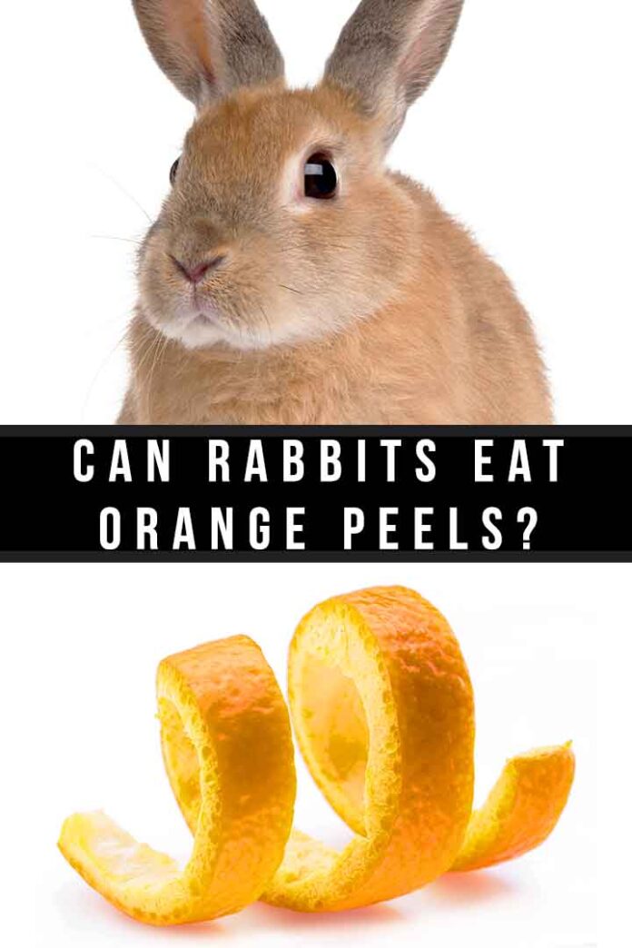 Can Rabbits Eat Orange Peels? A Complete Guide