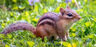 female chipmunk in grass and flowers