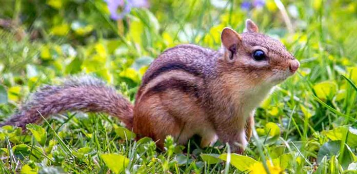 female chipmunk in grass and flowers