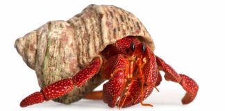 hermit crab in a shell