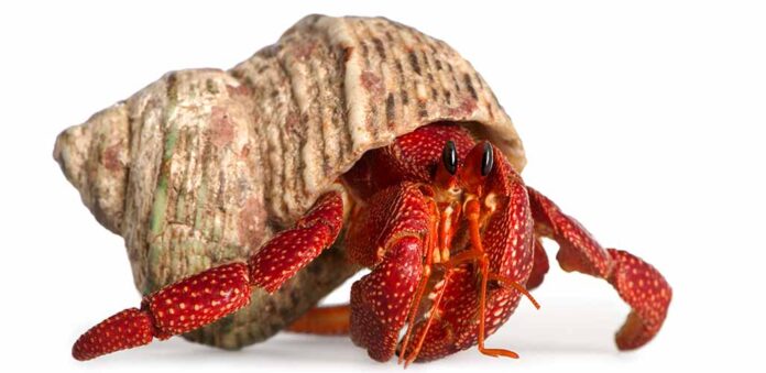hermit crab in a shell