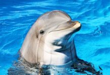 cute dolphin in a pool