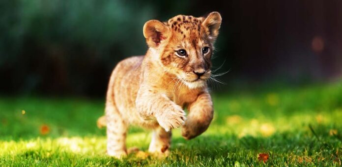 cute lion cub running on grass