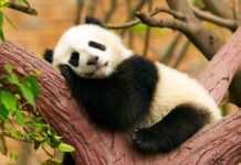 cute panda laying in a tree