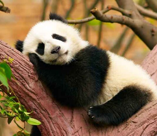 cute panda laying in a tree
