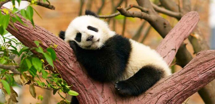 cute panda laying in a tree