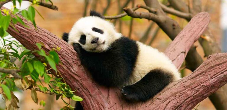 Panda Names for Cute, Cuddly Pets