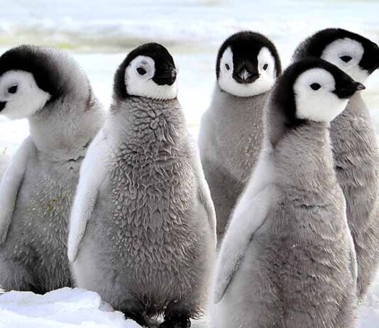 five cute baby penguins
