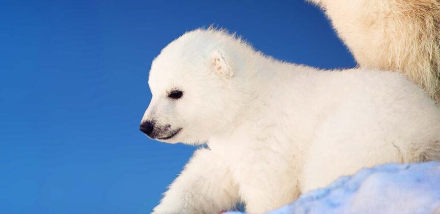 polar-bear-names-for-pets-toys-and-teddies