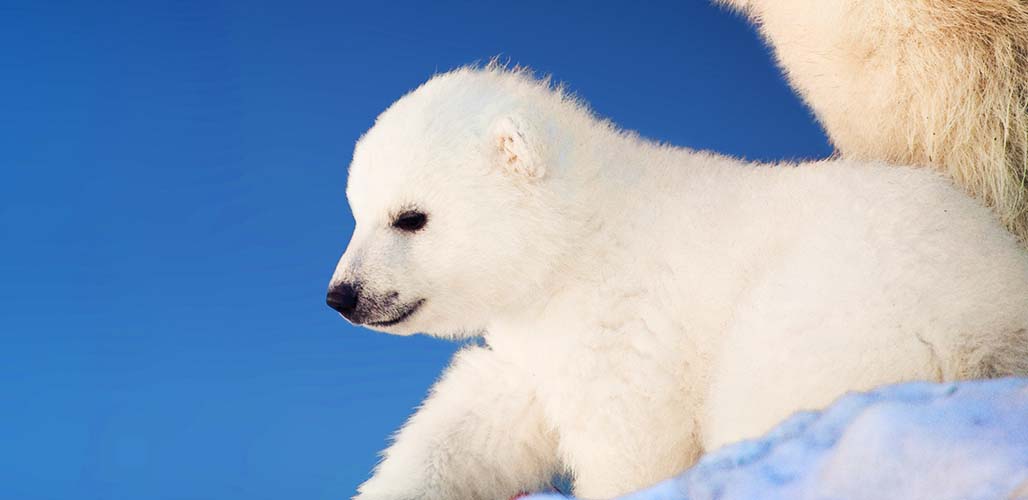 Polar Bear Names for Pets, Toys and Teddies