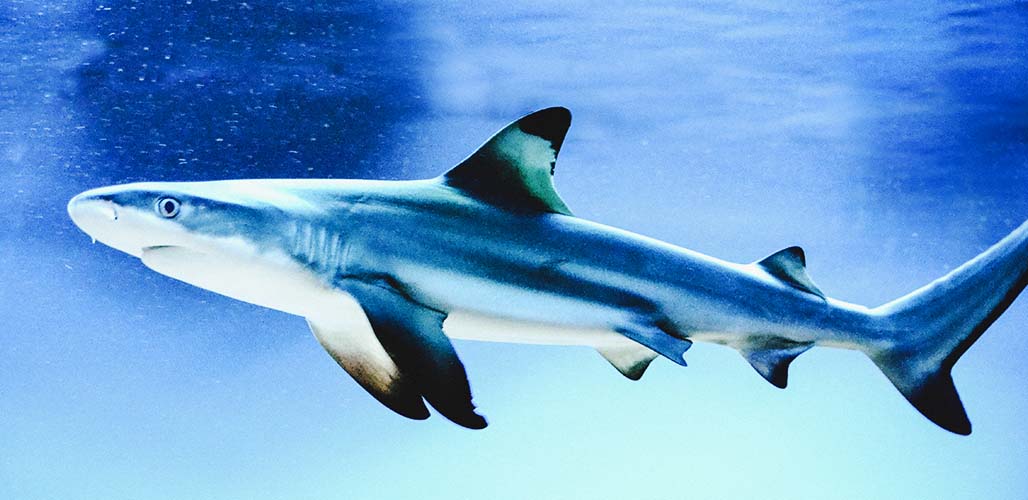 Shark Names For Pet Sharks And Aquarium Fish