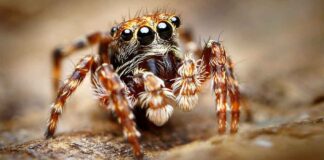 cute pet spider
