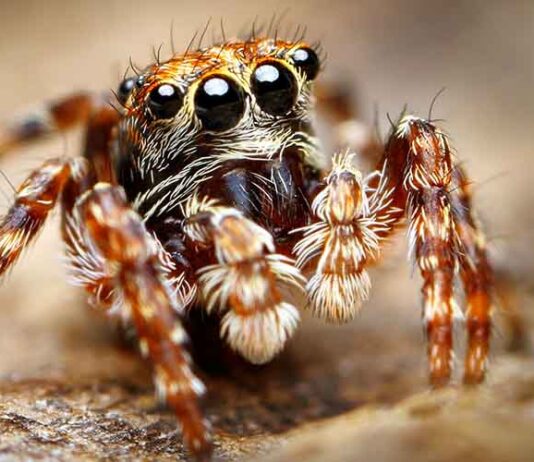 cute pet spider