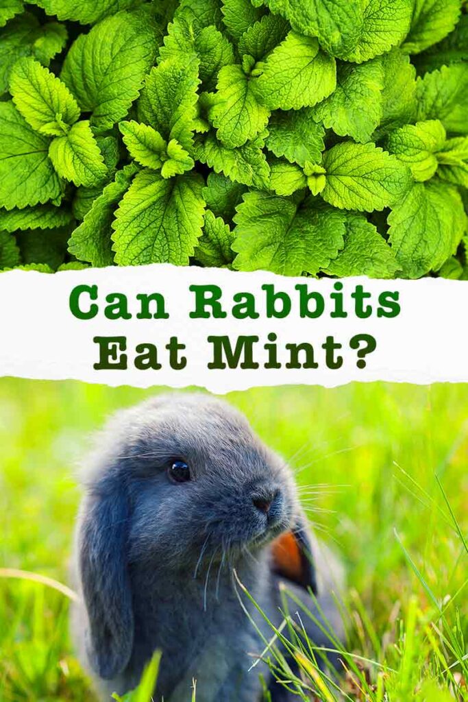 can rabbits eat mint