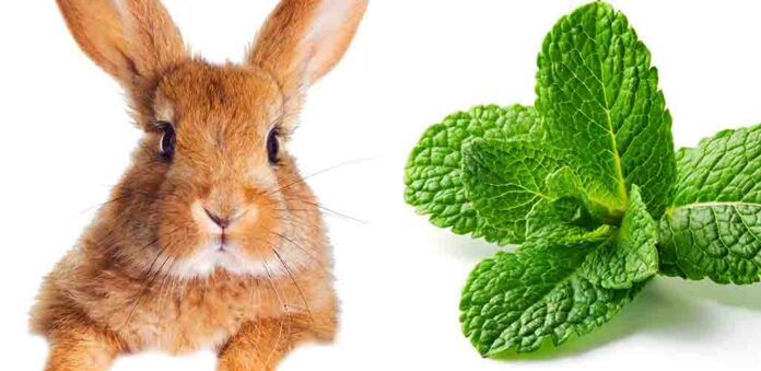 can rabbits eat mint