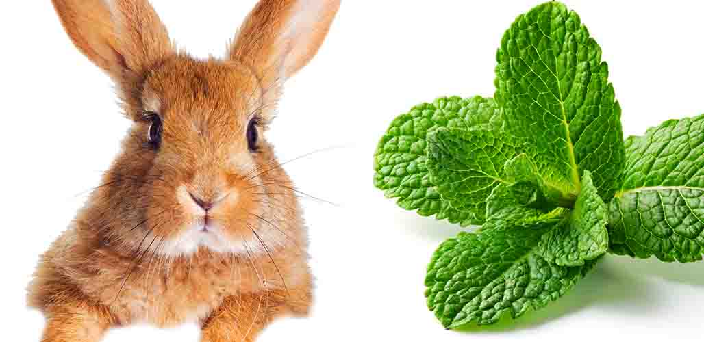 Can Rabbits Eat Mint (Leaves, Stems + Flowers) 