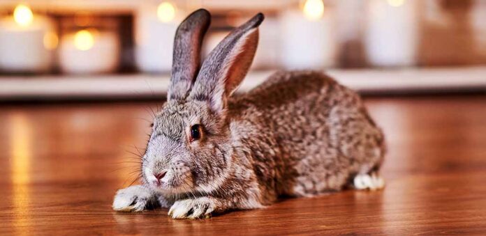 chinchilla rabbit