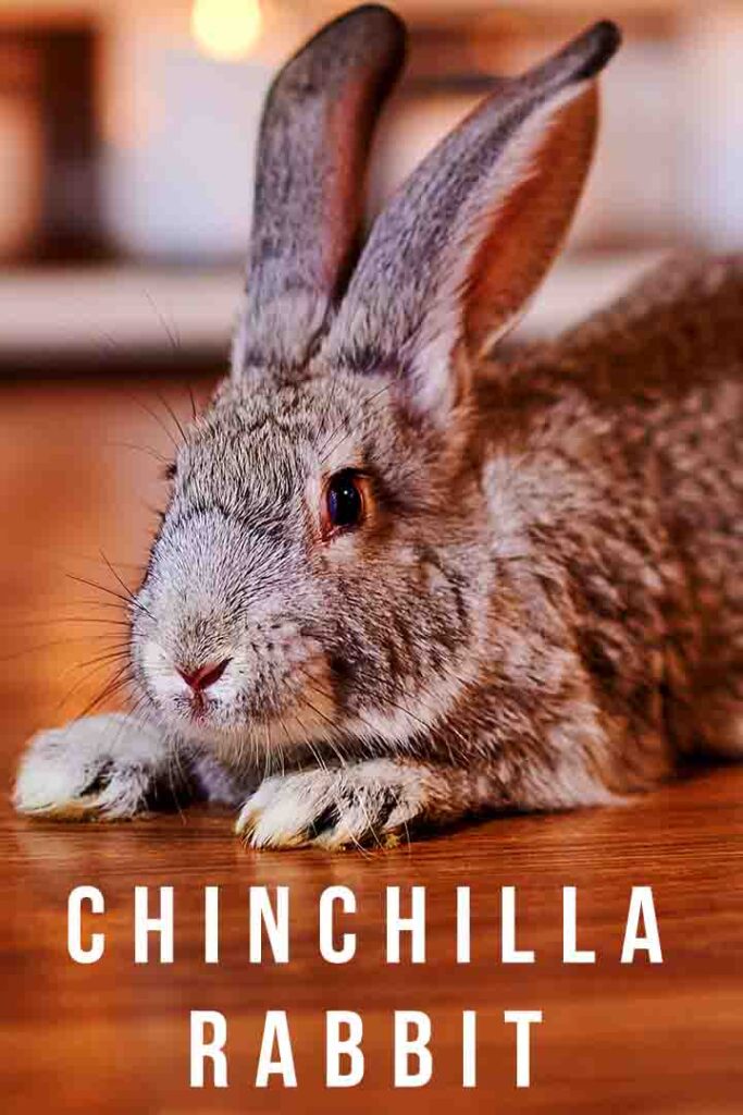 standard chinchilla rabbit