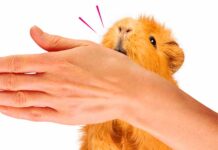 why do guinea pigs nibble you