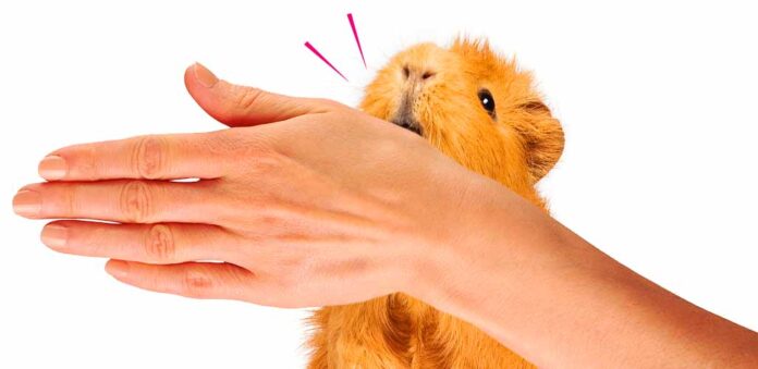 why do guinea pigs nibble you