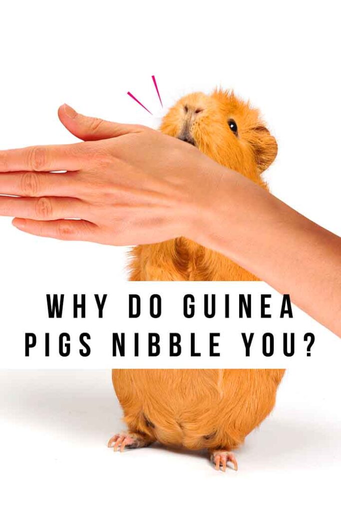 why do guinea pigs nibble you