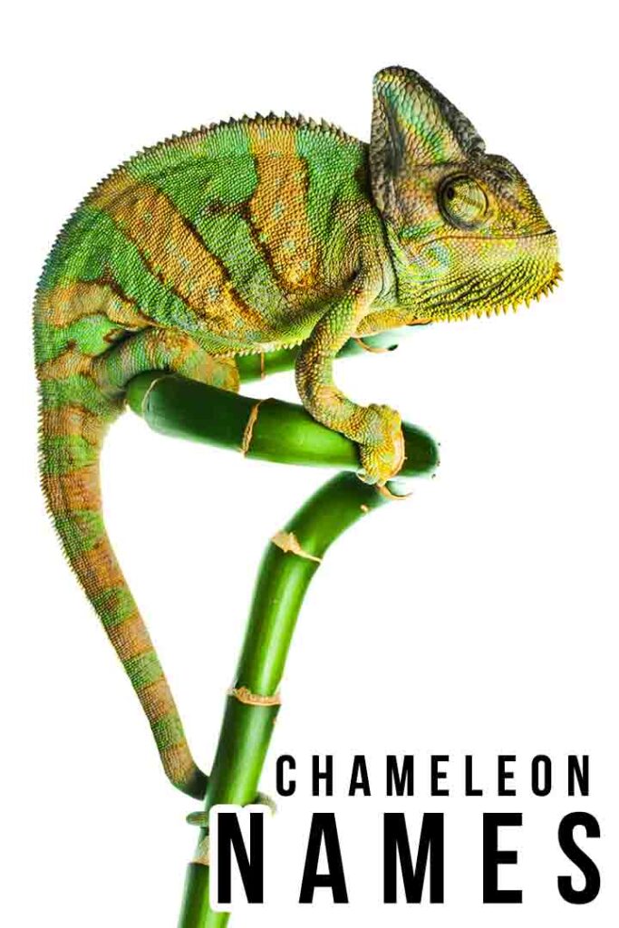 chameleon names