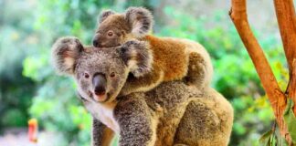 koala mom and baby