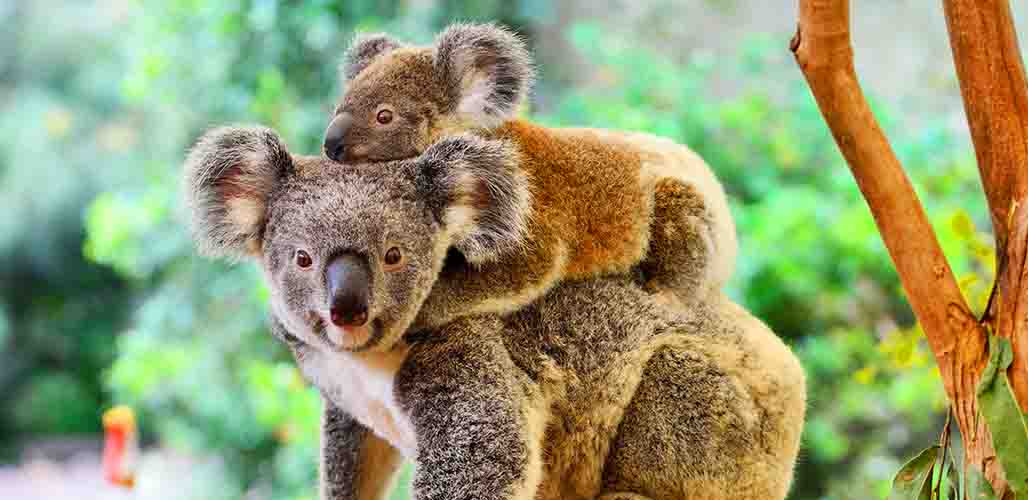 Koala Names - 100's of Cute Ideas