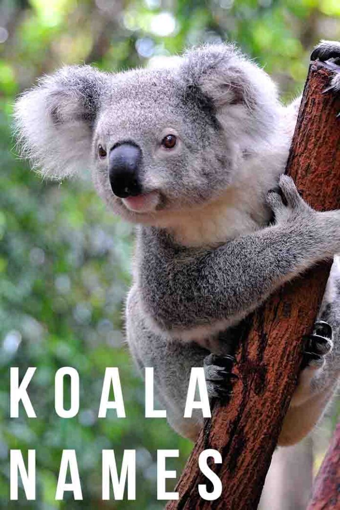 Koala Names 100's of Cute Ideas