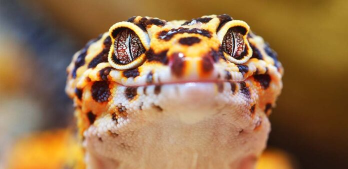 leopard gecko names