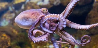 octopus lifespan is short