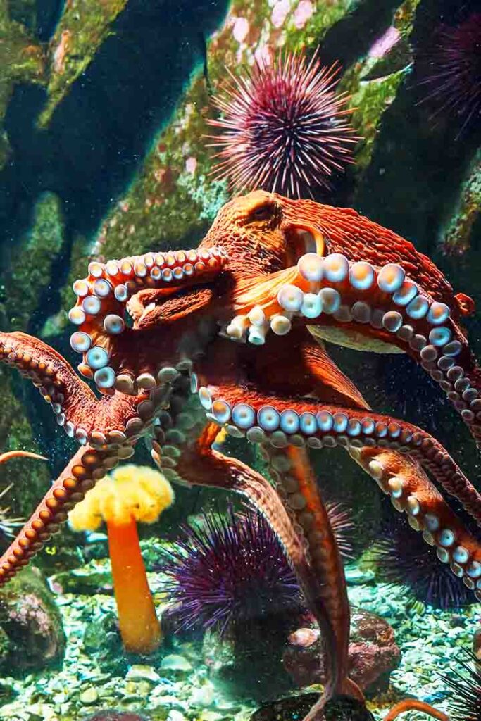 how long to octopuses live? not very