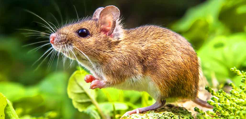 what-do-wild-mice-eat-a-guide-to-their-natural-diet