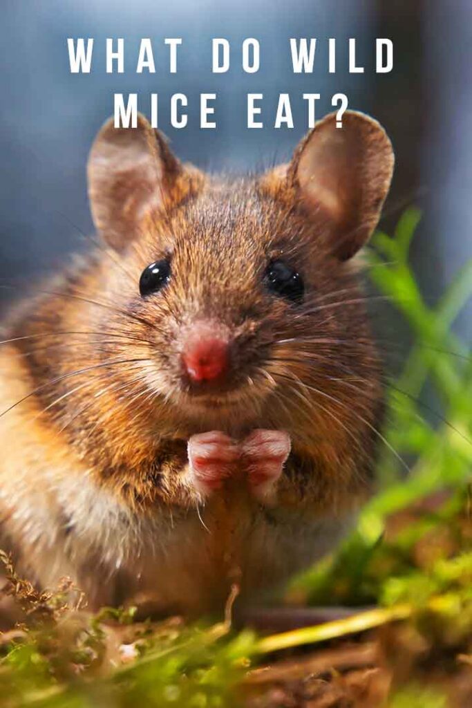 What Do Wild Mice Eat?