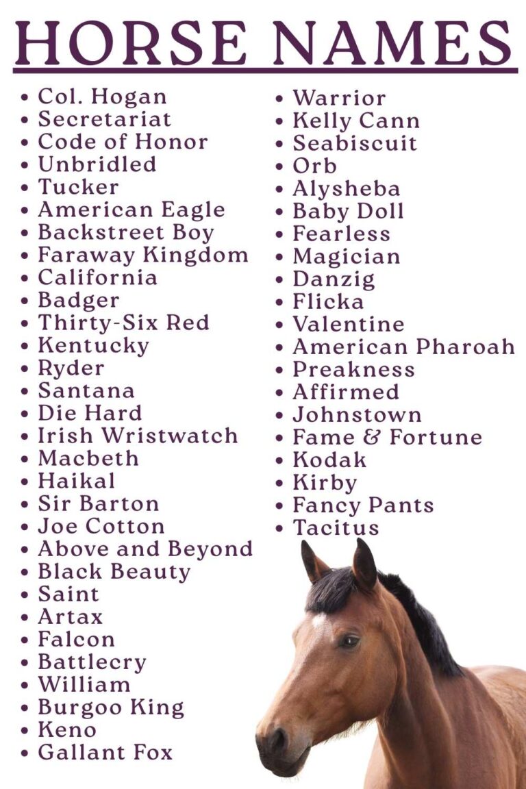 horse-names-350-top-ideas-for-naming-your-horse