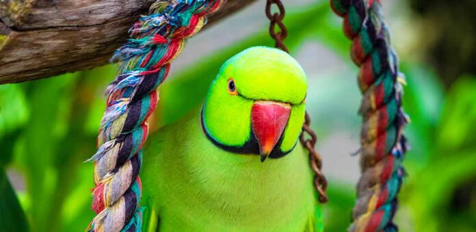 indian ringneck