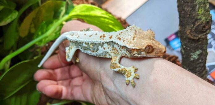 handling a crested gecko