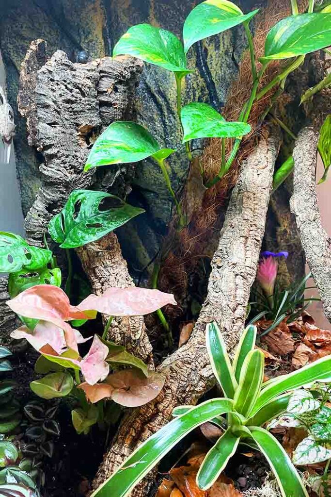 bioactive crested gecko setup with UV