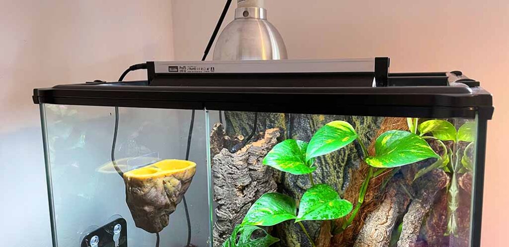 crested gecko lighting