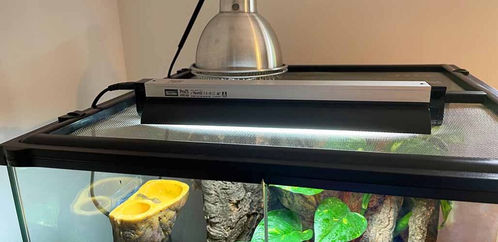 bioactive crested gecko setup with UV
