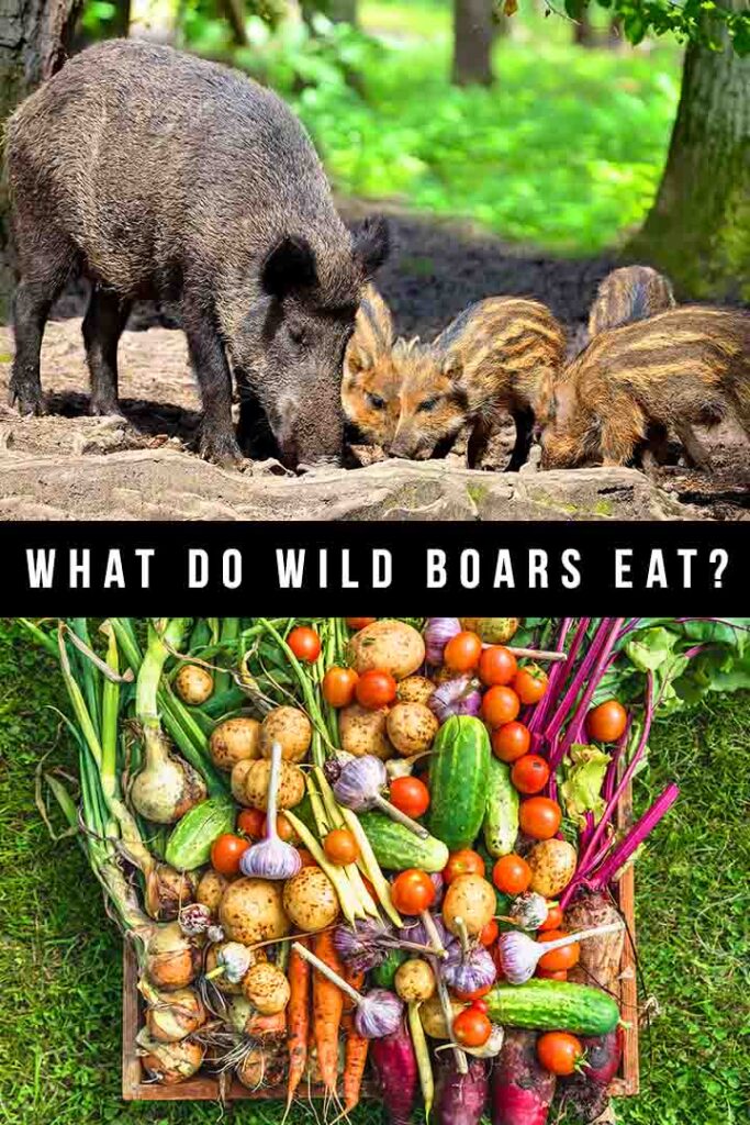 what do wild boars eat