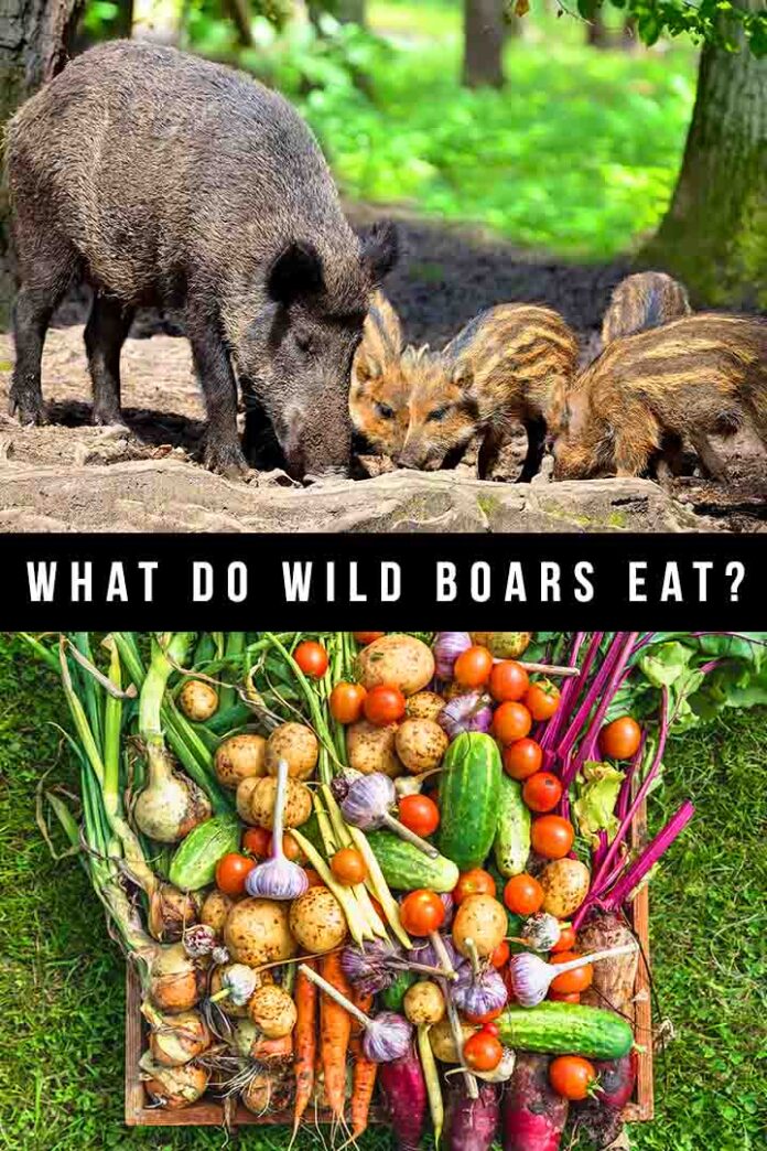 What Do Wild Boars Eat And Do They Have A Favorite Snack?