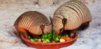 armadillos eating vegetables and fruit